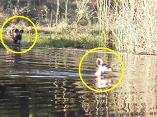 CLIP: Linh dương chết thảm khi rơi vào cảnh ‘trên đe, dưới búa’