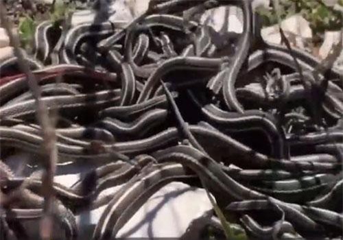 CLIP: Cận cảnh động rắn lớn nhất thế giới ở Canada