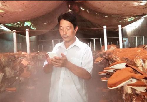 An Giang: 'Chớp mắt' đã dùng điện thoại chăm bạt ngàn nấm linh chi