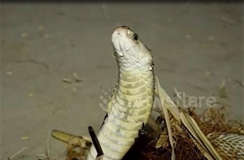 CLIP: Rắn hổ mang chúa tu nước ừng ực vì khát