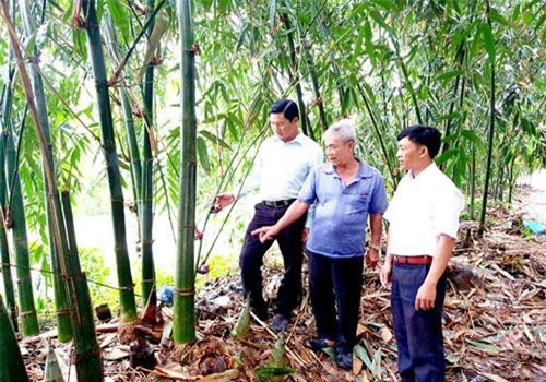 Cần Thơ: Nhàn như trồng tre Điền Trúc, quanh năm lúc nào cũng có tiền