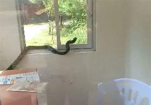 Kinh hãi rắn hổ mang chúa dài hàng mét ngoe nguẩy trong phòng bảo vệ ở Quảng Ninh, nhiều người run rẩy dù đã đứng xa