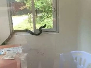 Kinh hãi rắn hổ mang chúa dài hàng mét ngoe nguẩy trong phòng bảo vệ ở Quảng Ninh, nhiều người run rẩy dù đã đứng xa