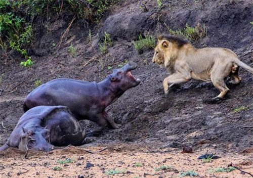 CLIP: Hà mã con ác chiến với sư tử đực để bảo vệ mẹ