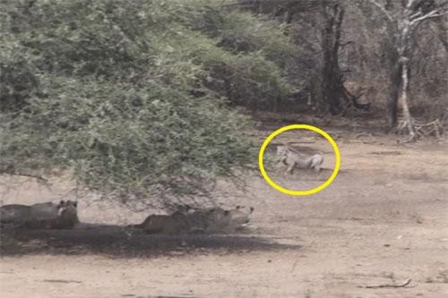 CLIP: Lợn rừng cả gan ‘trêu ngươi’ đàn sư tử và cái kết bất ngờ