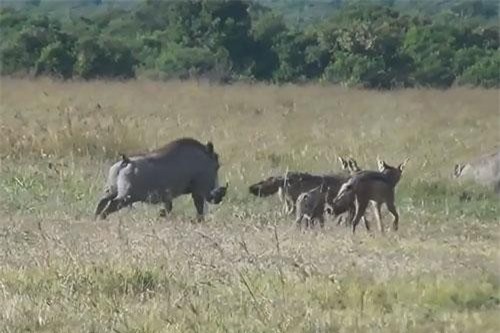 CLIP: Lợn rừng chiến đấu với chó rừng để bảo vệ con