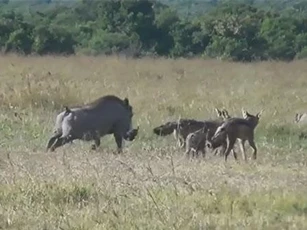 CLIP: Lợn rừng chiến đấu với chó rừng để bảo vệ con