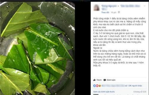 Hàng nghìn chị em chia sẻ nhau cách chữa viêm nhiễm phụ khoa bằng lá bàng