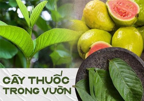 'Ti tỉ' bài thuốc chữa bệnh cho bé từ cây ổi có ngay trong vườn nhà