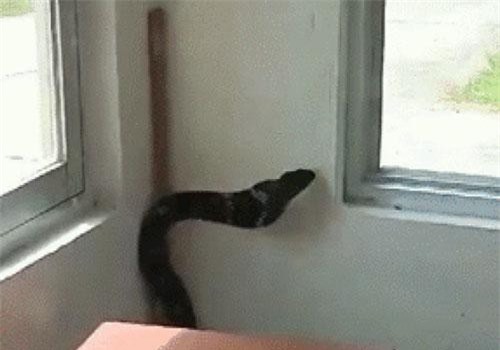 CLIP: Rợn tóc gáy nhìn rắn hổ chúa cực độc ngoe nguẩy trong phòng bảo vệ ở Quảng Ninh