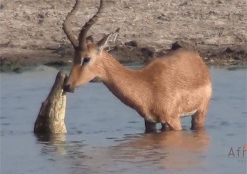 Thoát khỏi hàm cá sấu, linh dương bị chó hoang chặn đường đoạt mạng
