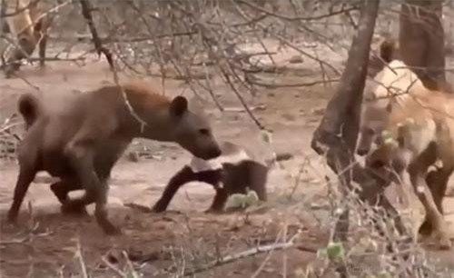 CLIP: Những trận chiến dũng mãnh nhất của lửng mật 