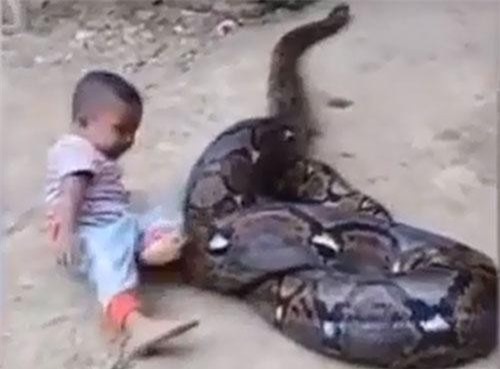 CLIP: Bé trai gây sốc khi vô tư chơi đùa với trăn khổng lồ 