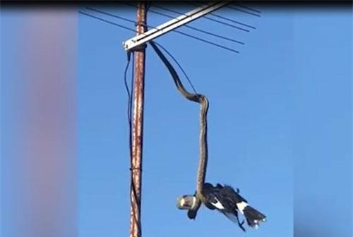 CLIP: Trăn treo mình, “tử hình” chim khổng lồ trên ăng ten
