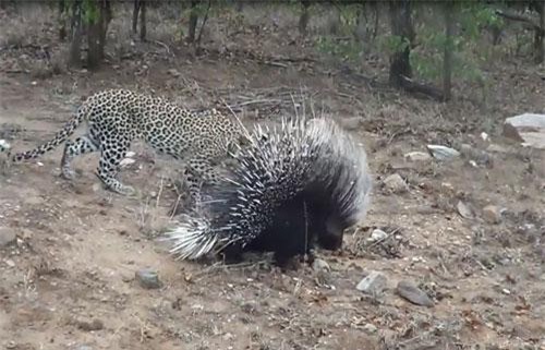 CLIP: Gặp phải con mồi "khó xơi", báo hoa mai đành nhịn đói