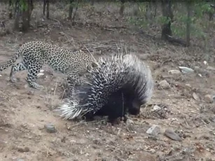 CLIP: Gặp phải con mồi "khó xơi", báo hoa mai đành nhịn đói