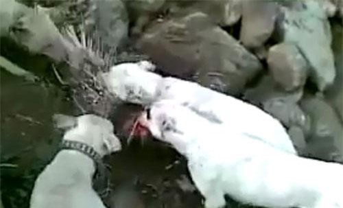 CLIP: Trốn sâu dưới hang, nhím vẫn không thoát khỏi đàn chó săn