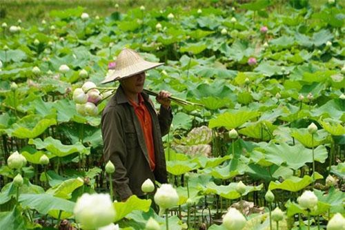 CLIP: Cử nhân trường báo chí về quê trồng chè, ướp sen giá gần 10 triệu mỗi cân