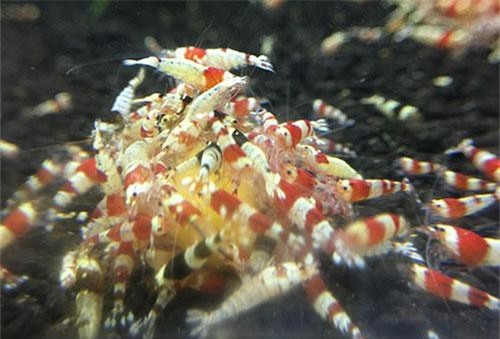 Bình Thuận: Chàng trai phố biển nuôi tép kiểng vui chơi mà mỗi tháng lời 25-30 triệu