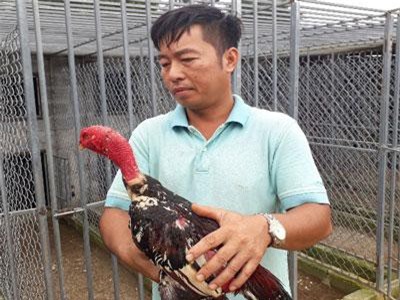 Lai Châu: Bỏ việc Nhà nước về quê chỉ vì đam mê nuôi loài gà ham "đánh võ"