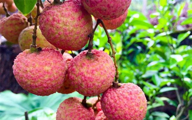 Vì sao vải Lục Ngạn lên tới gần nửa triệu đồng một kg?