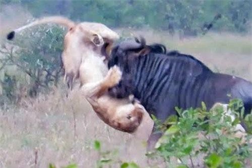 Linh dương đầu bò phản đòn khiến sư tử thủng bụng, phải bỏ chạy ‘trối chết’
