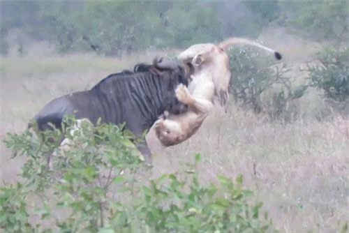 CLIP: Sư tử bị linh dương đầu bò húc thủng bụng