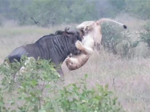 CLIP: Sư tử bị linh dương đầu bò húc thủng bụng