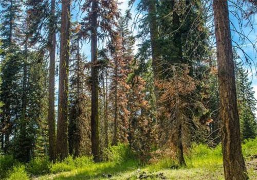 Một số thực vật khiến hạn hán trở nên trầm trọng