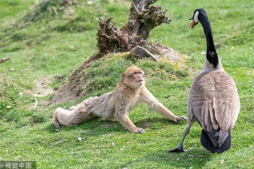 Thấy ngỗng mẹ hung dữ, khỉ đuôi dài bỗng hành động lạ