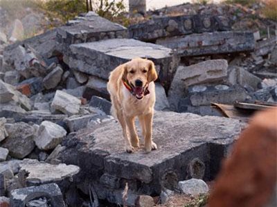 Nửa đêm, chó cưng sủa vang cứu mạng cả nhà chủ