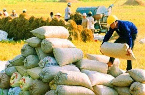 Xuất khẩu gạo đang giảm đáng kể.