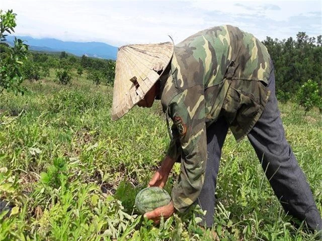 ha tinh: trong dua hau duoi tan buoi, sau 3 thang loi ca tram trieu hinh anh 3