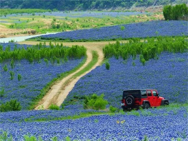 Cánh đồng hoa bluebonnet