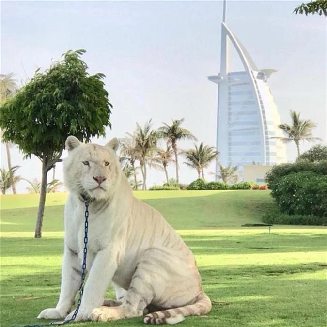 Thú vui nuôi sư tử và sở thích xa hoa của giới nhà giàu Dubai