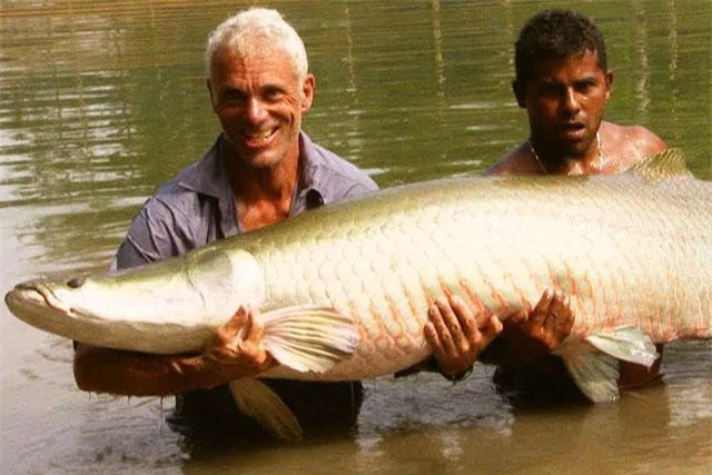 Con cá Arapaima khổng lồ bị Jeremy Wade tóm gọn.