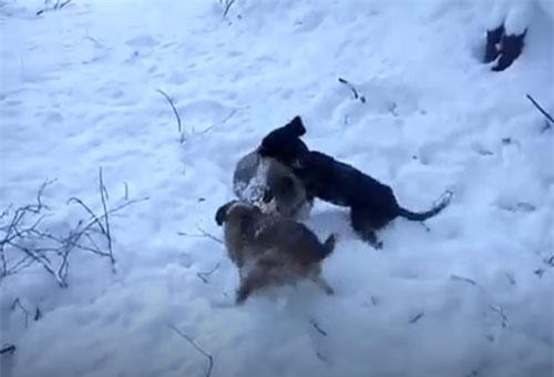 CLIP: Hai con chó săn xé xác con cáo