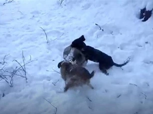 CLIP: Hai con chó săn xé xác con cáo