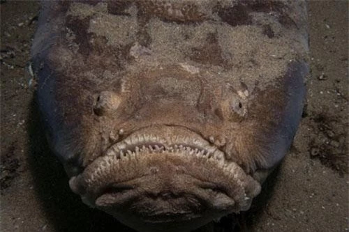 Vẻ mặt đáng sợ của cá chiêm tinh.