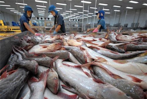 Nhiều tín hiệu vui cho xuất khẩu cá tra Việt Nam