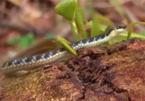 Sốc nặng trước cảnh bọ ngựa hạ sát rắn