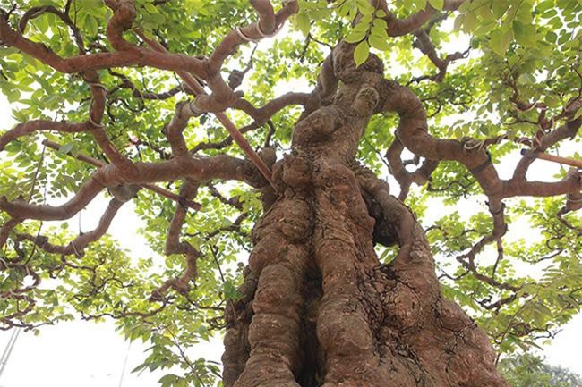 Cây khế 'khủng' sai trĩu quả, trả 1,6 tỷ đồng không bán