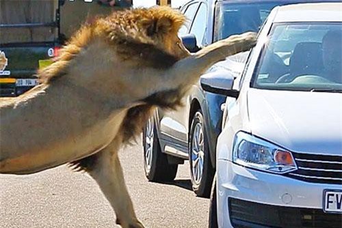 CLIP: Sư tử bất ngờ ‘hỏi thăm’ khiến du khách kinh hãi