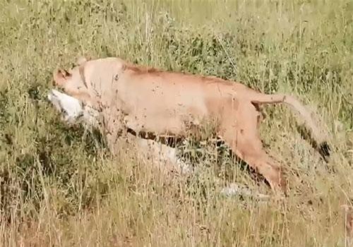 CLIP: Sư tử đoạt mạng linh dương trong chớp mắt