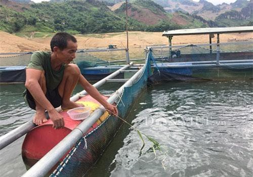  CLIP: Lão nông thu lãi 200 triệu đồng/năm nhờ cho cá ăn cỏ và lá chuối