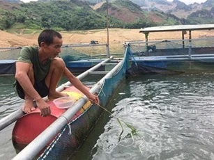 CLIP: Lão nông thu lãi 200 triệu đồng/năm nhờ cho cá ăn cỏ và lá chuối