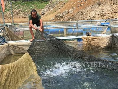 Sơn La: Chỉ cho cá ăn cỏ và lá chuối, lão nông thu lãi 200 triệu đồng/năm