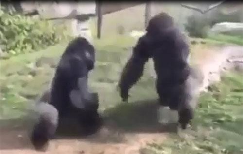 CLIP: Màn "tỷ thí võ công" của hai con khỉ đột