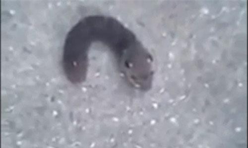 CLIP: Phát hiện sinh vật 'siêu quái gở', đầu chuột, mình sâu gây sốc