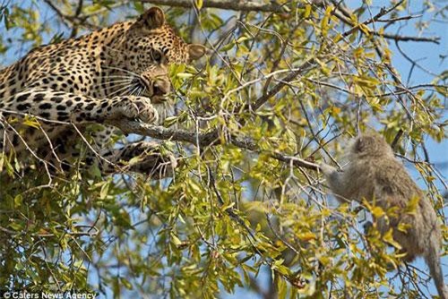 CLIP: Báo hoa mai bất lực trước sự tinh ranh của khỉ